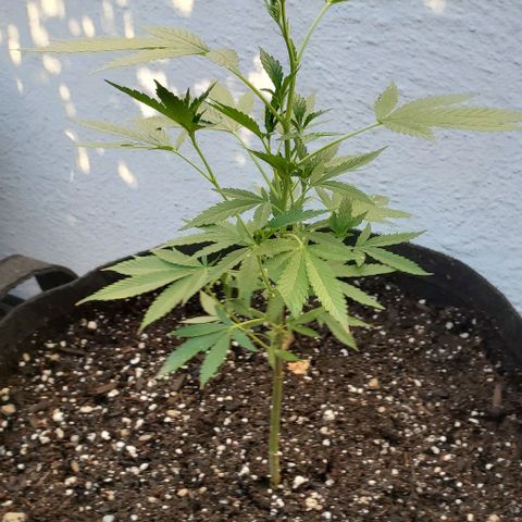 Tropical cherry growlog timeline photo