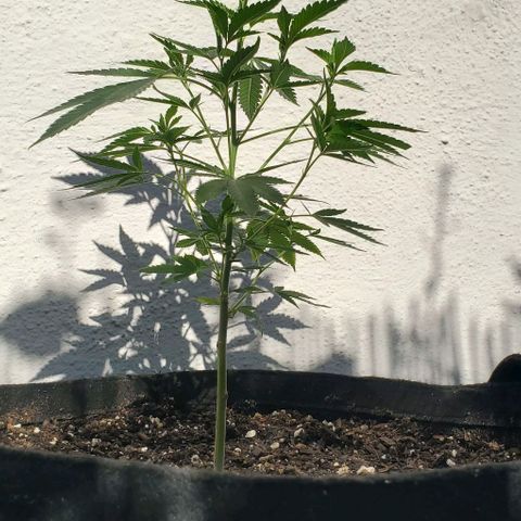 Tropical cherry growlog timeline photo