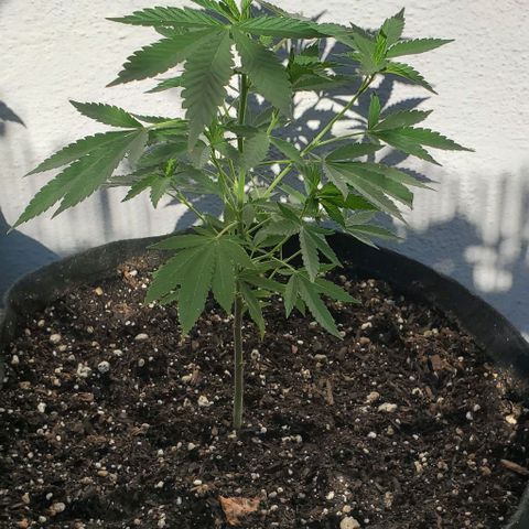Tropical cherry growlog timeline photo