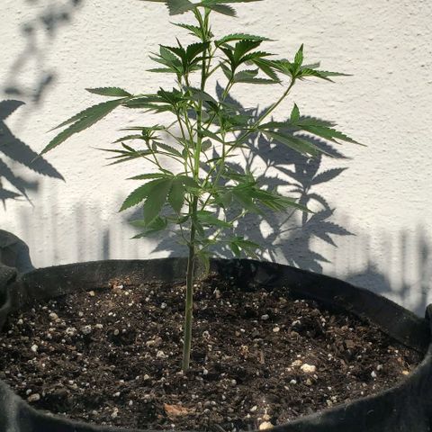 Tropical cherry growlog timeline photo