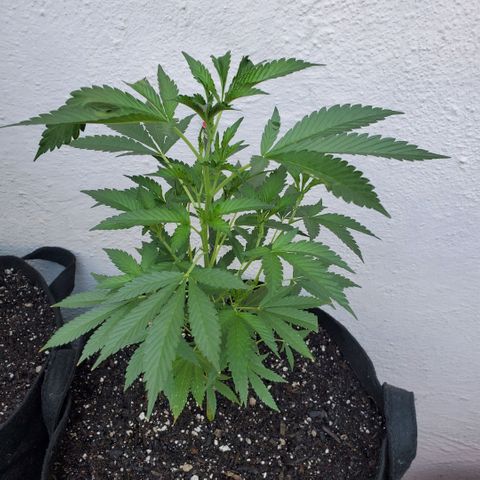 Tropical cherry growlog timeline photo