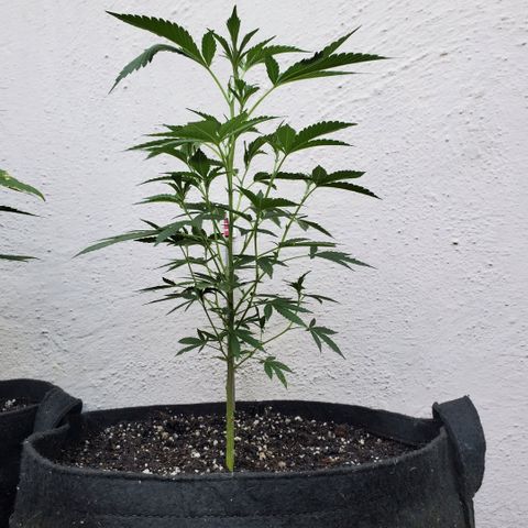 Tropical cherry growlog timeline photo