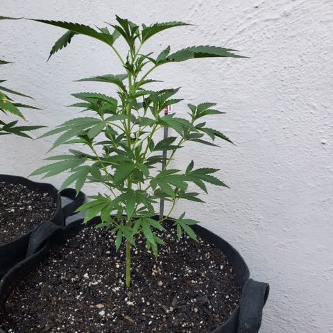 Tropical cherry growlog timeline photo