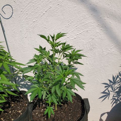 Tropical cherry growlog timeline photo
