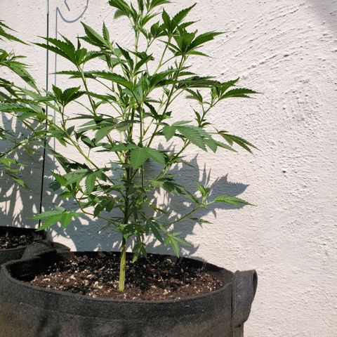 Tropical cherry growlog timeline photo