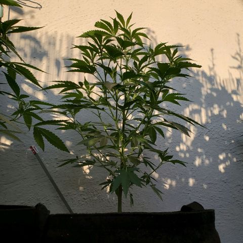 Tropical cherry growlog timeline photo