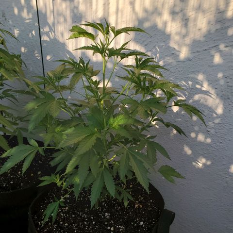 Tropical cherry growlog timeline photo