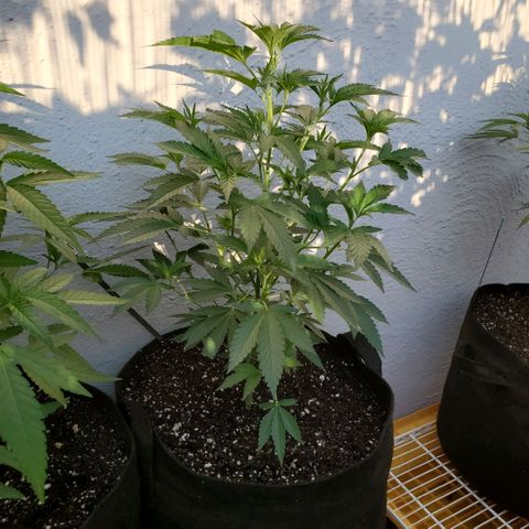 Tropical cherry growlog timeline photo