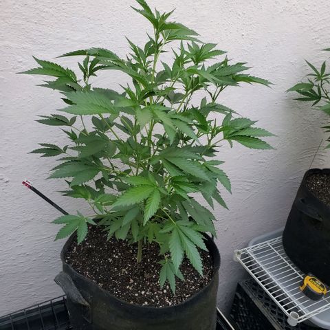 Tropical cherry growlog timeline photo
