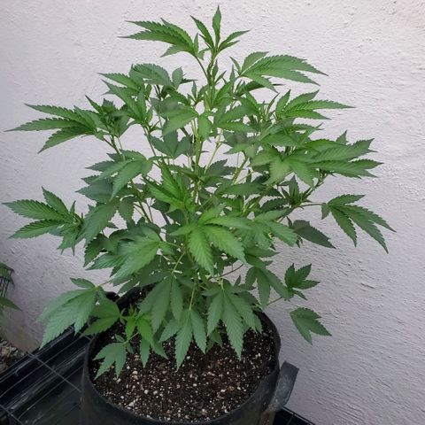Tropical cherry growlog timeline photo