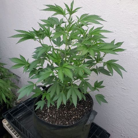 Tropical cherry growlog timeline photo