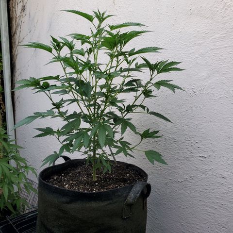 Tropical cherry growlog timeline photo