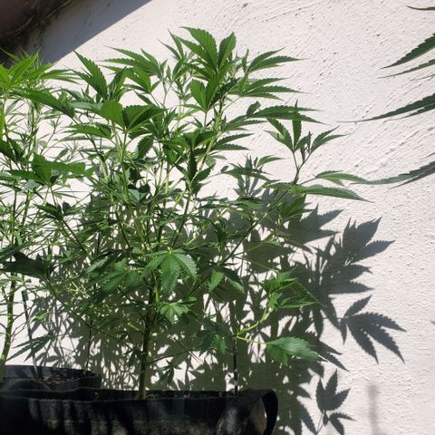 Tropical cherry growlog timeline photo