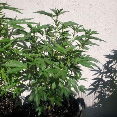 Tropical cherry growlog timeline photo