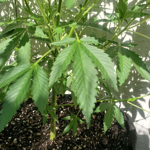 Tropical cherry growlog timeline photo