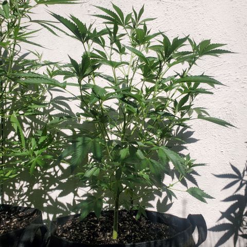 Tropical cherry growlog timeline photo