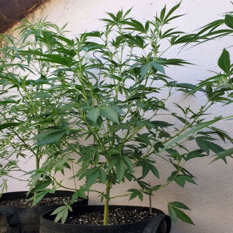 Tropical cherry growlog timeline photo