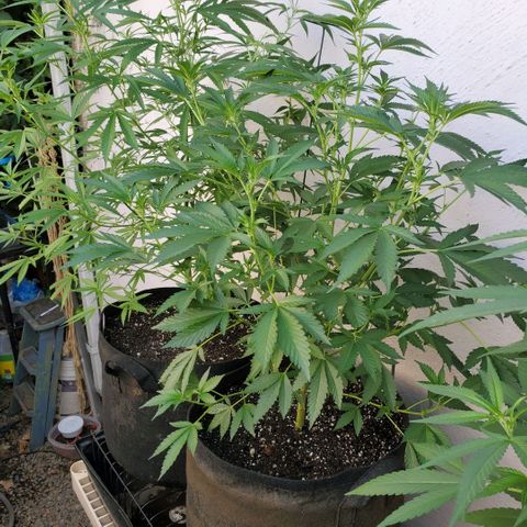 Tropical cherry growlog timeline photo