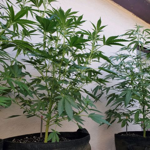 Tropical cherry growlog timeline photo