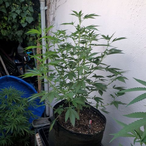 Tropical cherry growlog timeline photo