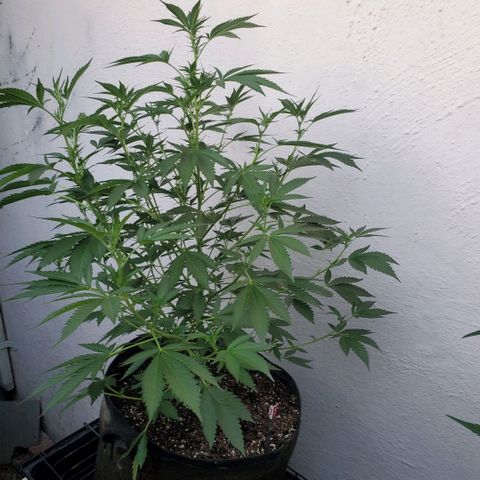 Tropical cherry growlog timeline photo