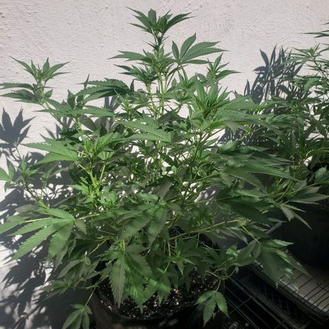 Tropical cherry growlog timeline photo