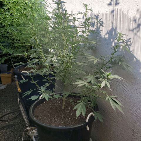 Tropical cherry growlog timeline photo