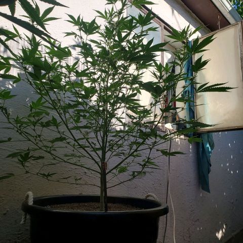 Tropical cherry growlog timeline photo