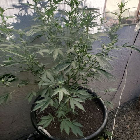 Tropical cherry growlog timeline photo