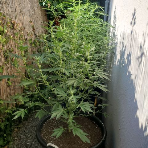 Tropical cherry growlog timeline photo