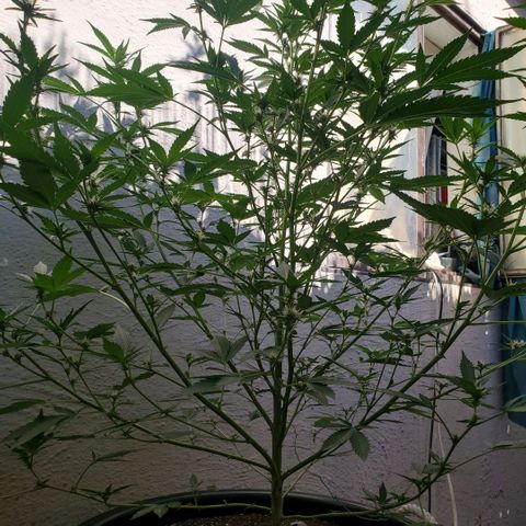Tropical cherry growlog timeline photo