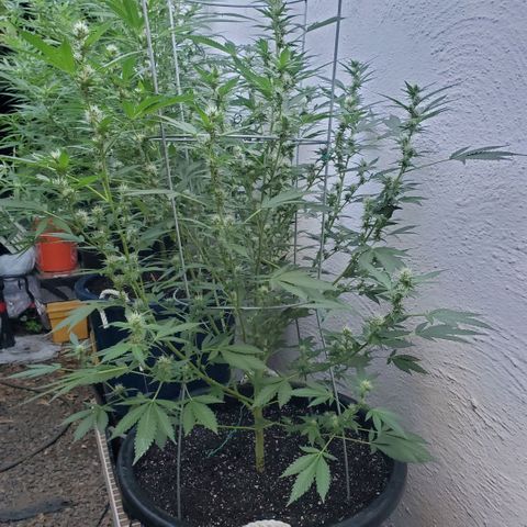 Tropical cherry growlog timeline photo