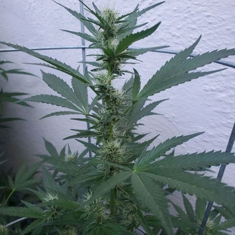 Tropical cherry growlog timeline photo