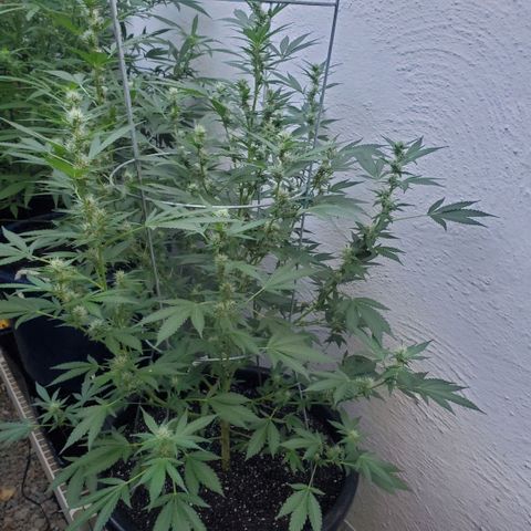 Tropical cherry growlog timeline photo