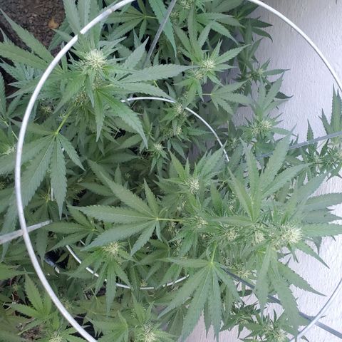 Tropical cherry growlog timeline photo