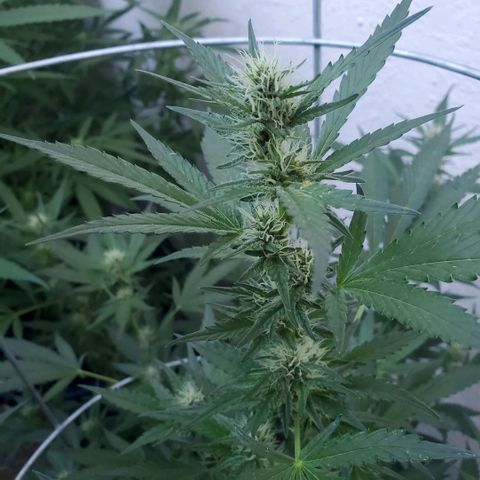 Tropical cherry growlog timeline photo