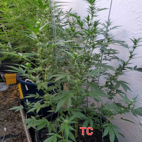 Tropical cherry growlog timeline photo