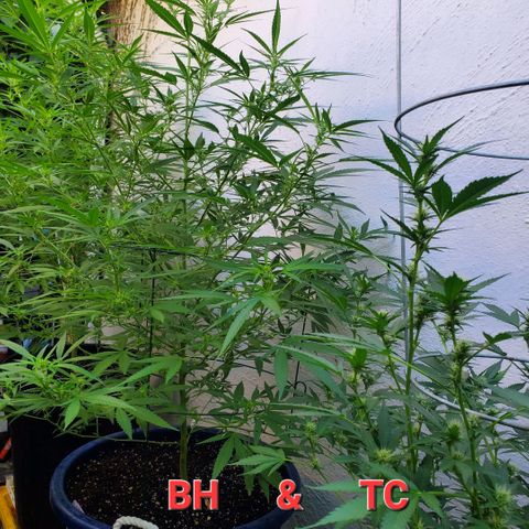 Tropical cherry growlog timeline photo