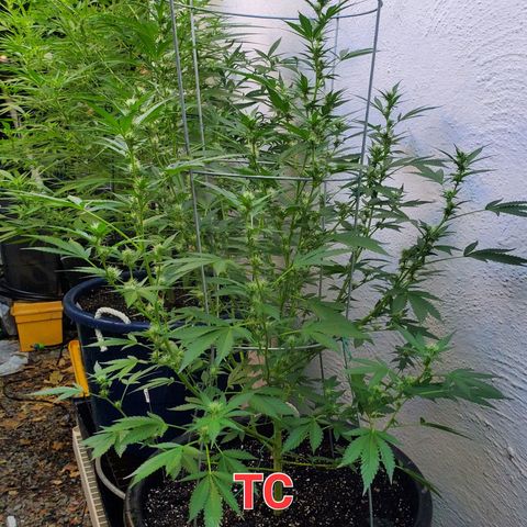 Tropical cherry growlog timeline photo
