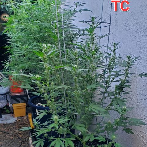 Tropical cherry growlog timeline photo