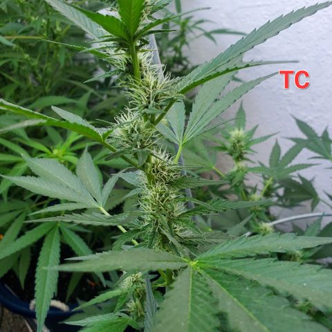 Tropical cherry growlog timeline photo