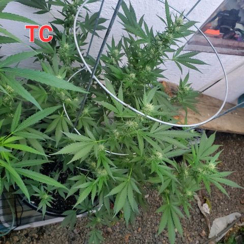 Tropical cherry growlog timeline photo