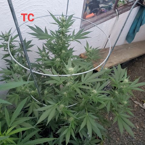 Tropical cherry growlog timeline photo