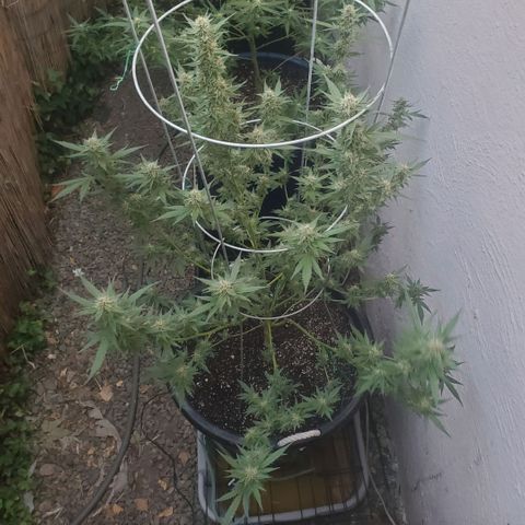 Tropical cherry growlog timeline photo