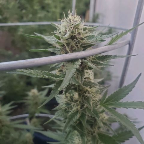 Tropical cherry growlog timeline photo