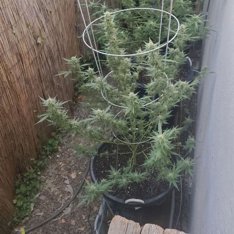 Tropical cherry growlog timeline photo