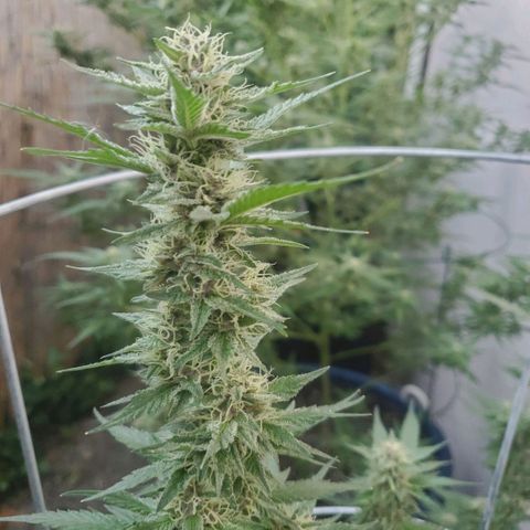 Tropical cherry growlog timeline photo