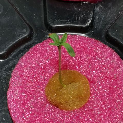 Calima growlog timeline photo