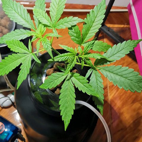 Amnesia - Madre growlog timeline photo