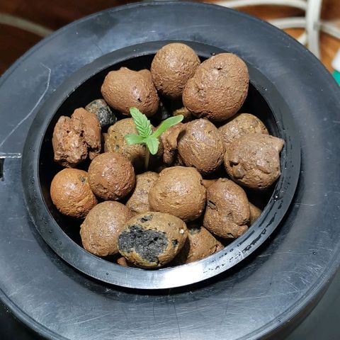 Calima growlog timeline photo